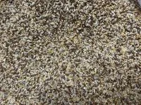 Backsaat Fünfkornmix - 25 kg BIO – Mühle Schlingemann